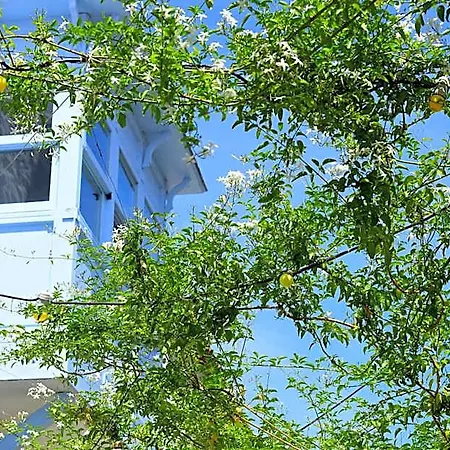 Maison D'azur Bed and breakfast Alaçatı